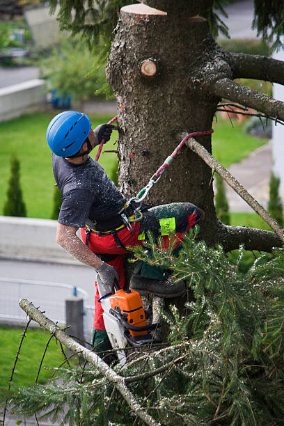 Best Emergency Tree Removal Services  in USA